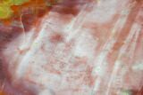 Colorful Petrified Wood (Araucarioxylon) Section - Arizona #133231-1